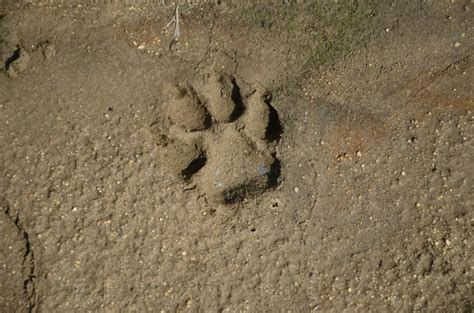 huella lobo|Cómo diferenciar la huella de un perro y la de un lobo